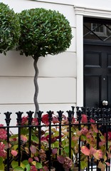 Bay trees in outdoor planters